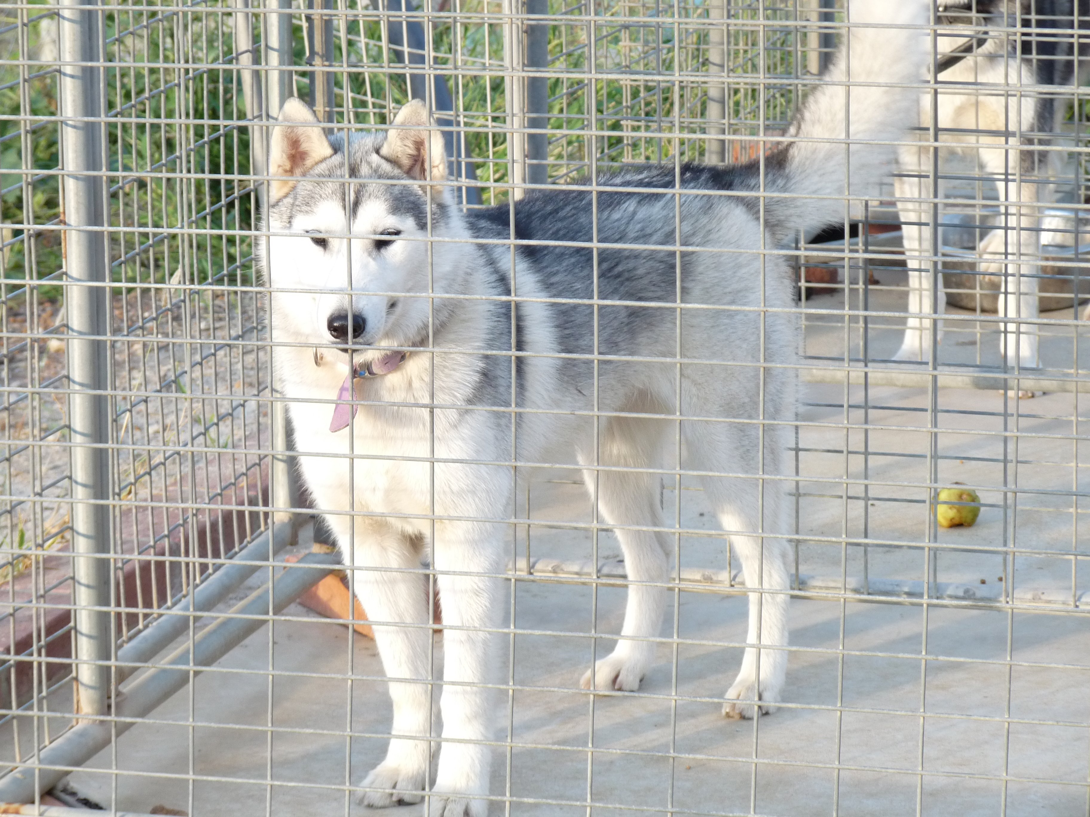 Husky Rescue WA Adopt or Foster a Husky Today!